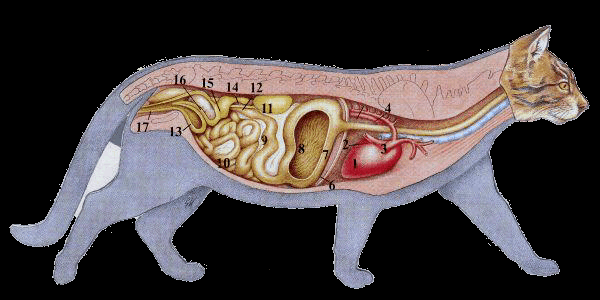 weibliche geschlechtsorgane figure